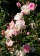 tn_gallery_276_1271_73154.jpg