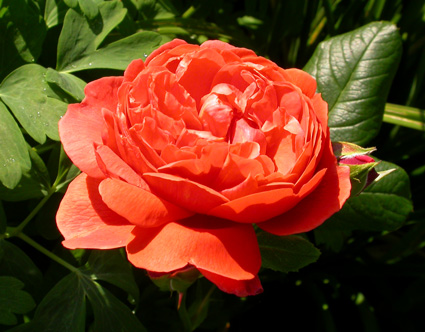 gallery_276_1247_51961.jpg