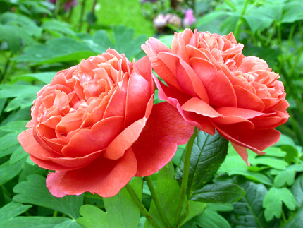 gallery_276_1247_63973.jpg