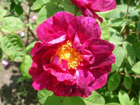 gallery_12789_1237_6944.jpg
