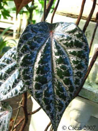 gallery_4113_1360_17010.jpg