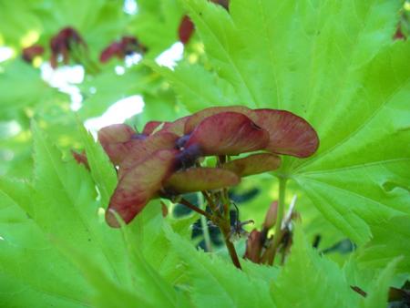 gallery_7131_1296_58709.jpg
