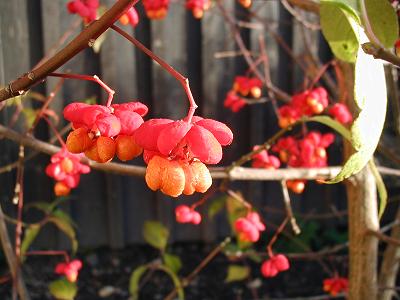 gallery_6954_1286_6459.jpg