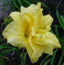 gallery_7131_1370_5923.jpg