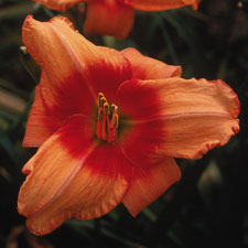 gallery_7131_1370_9227.jpg