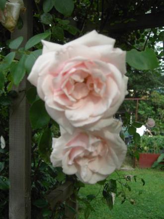 gallery_12962_1363_36462.jpg