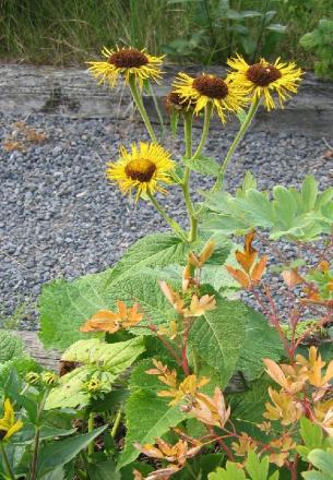 gallery_2529_1142_138041.jpg