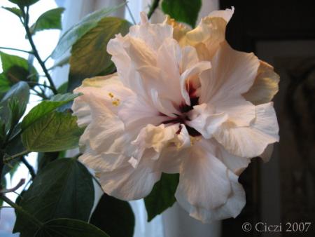 gallery_4113_189_14643.jpg