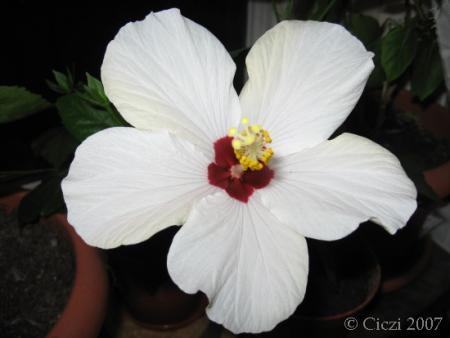 gallery_4113_189_41370.jpg