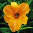 tn_gallery_7131_1370_2627.jpg