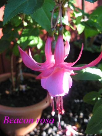 gallery_12869_1283_14275.jpg