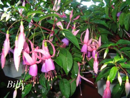 gallery_12869_1283_50442.jpg