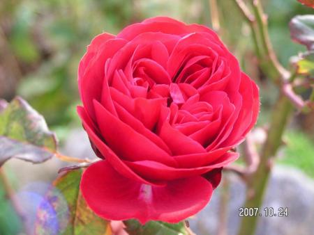 gallery_1786_950_28090.jpg