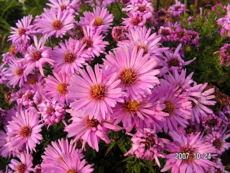 gallery_1786_950_3066.jpg