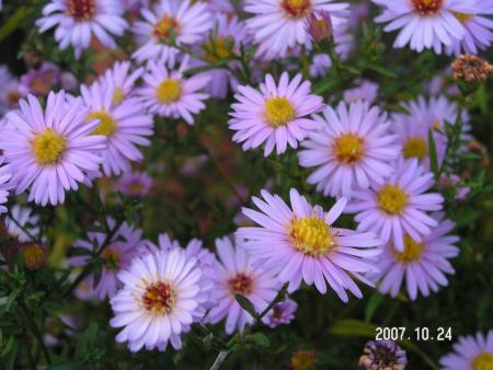 gallery_1786_950_69829.jpg