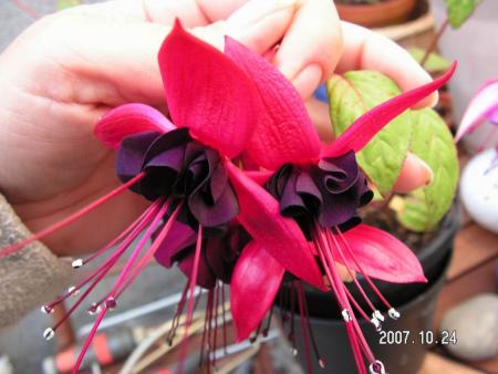 gallery_1786_950_71763.jpg