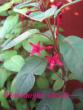 tn_gallery_12869_1283_23036.jpg