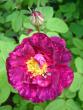 tn_gallery_2985_1337_25214.jpg