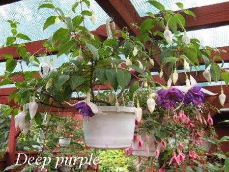 gallery_12869_1283_20756.jpg