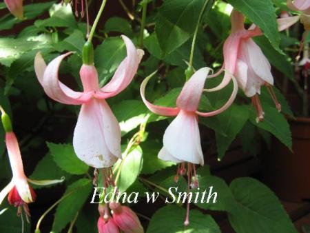 gallery_12869_1283_40954.jpg