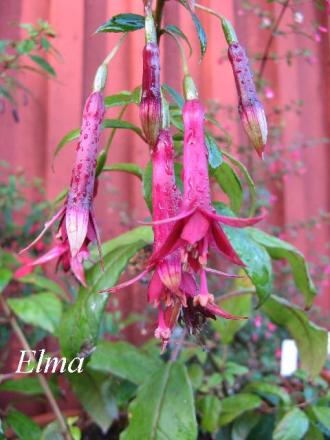gallery_12869_1283_46209.jpg