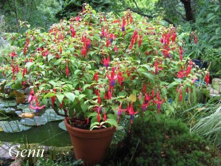 gallery_12869_1283_65782.jpg