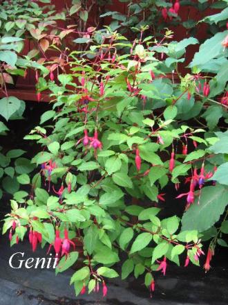 gallery_12869_1283_66259.jpg
