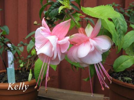 gallery_12869_1283_25597.jpg