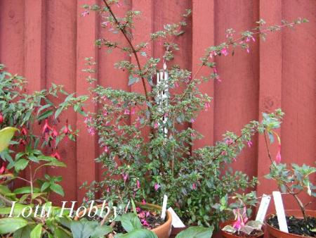 gallery_12869_1283_7015.jpg