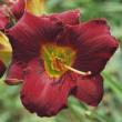 tn_gallery_7131_1370_4049.jpg