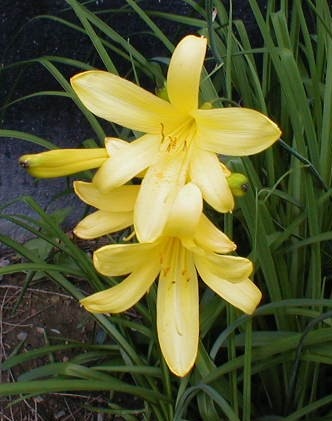 gallery_601_1378_39494.jpg