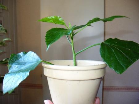 gallery_10231_831_55699.jpg