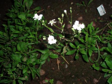 gallery_12759_1385_44391.jpg