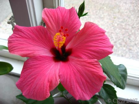 gallery_4113_189_65866.jpg