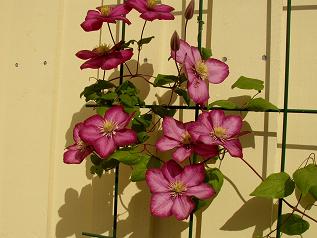 gallery_3326_1388_1675.jpg