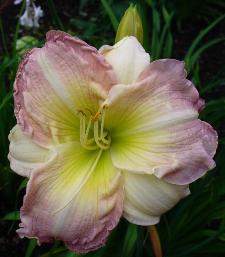 gallery_7131_1370_1366.jpg