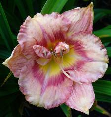 gallery_7131_1370_4155.jpg
