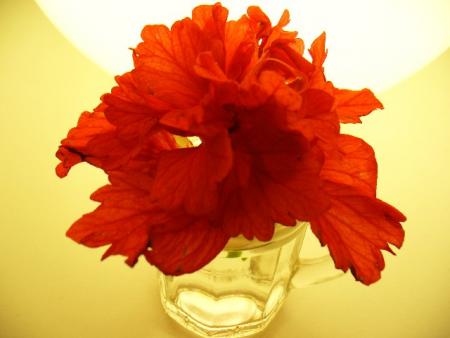 gallery_10231_831_17562.jpg
