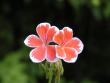 tn_gallery_90_1389_23505.jpg