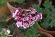 tn_gallery_90_1389_27017.jpg