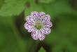 tn_gallery_90_1390_6846.jpg