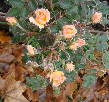 gallery_2985_1331_54049.jpg