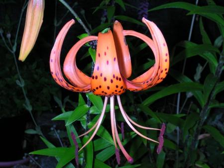 gallery_601_1393_36486.jpg