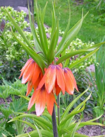 gallery_601_1393_66455.jpg