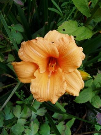 gallery_6778_1392_89172.jpg