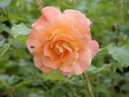 gallery_90_1394_20674.jpg