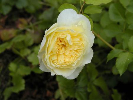 gallery_90_1394_21655.jpg