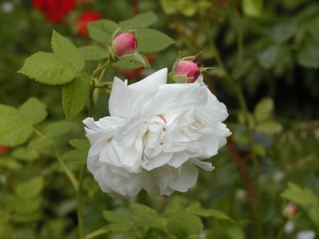 gallery_90_1394_22160.jpg