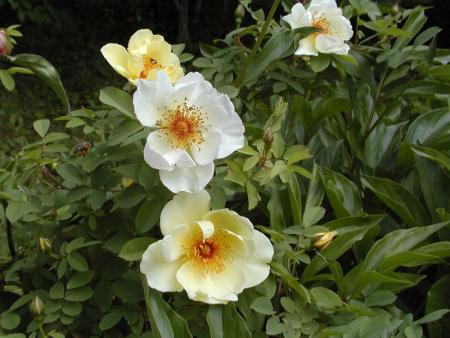 gallery_90_1394_80894.jpg