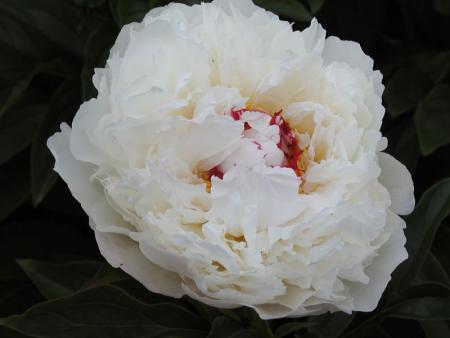 gallery_90_1395_21780.jpg